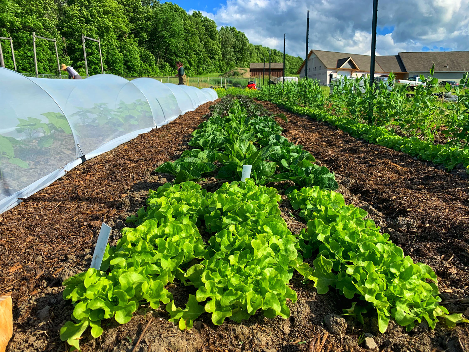 Beeswax Block – Country Gardens Farm