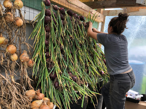 Hanging Onions at Hopshire Farm CSA